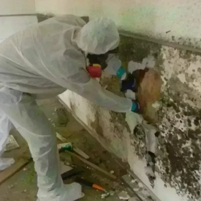 Mold Remediation and Removal in Charlotte Hall, MD